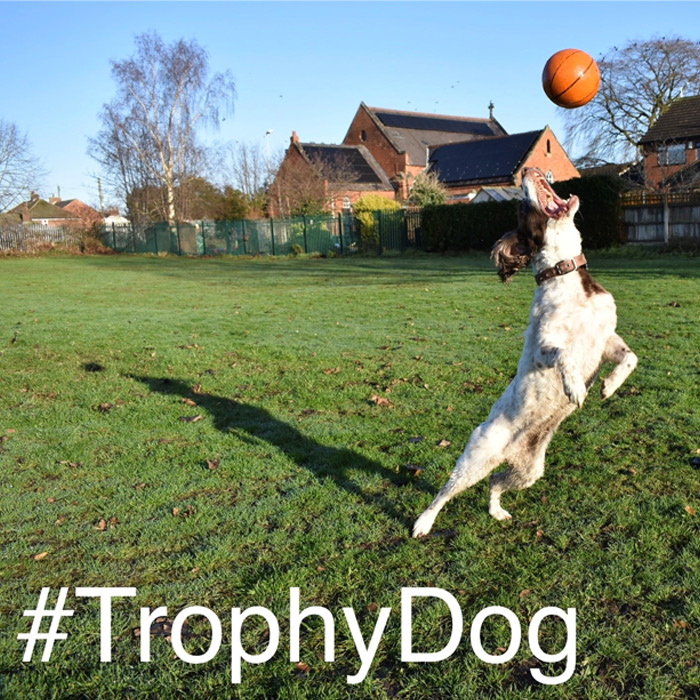 Amber-trophy-dog